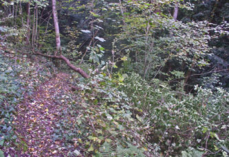 branches on my trail