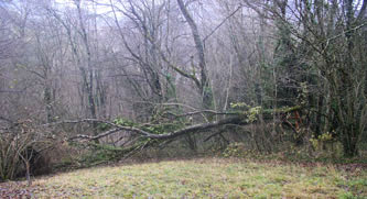 fallen tree on the meadow