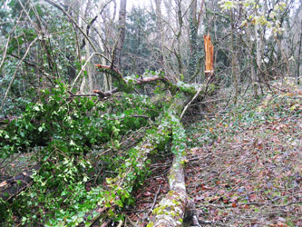 fallen tree