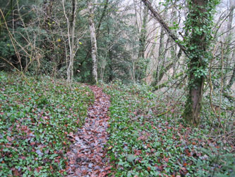ivy along trail