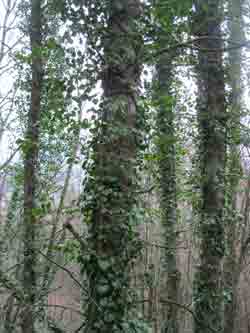 ivy clasping tree