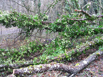 ivy on fallen tree