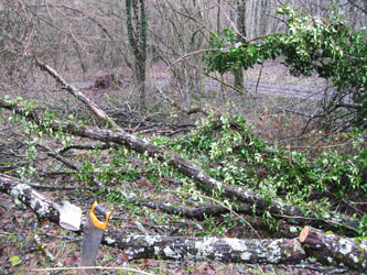 removing branches