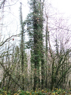 ivy climbing up trees