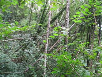 fallen Ash trees