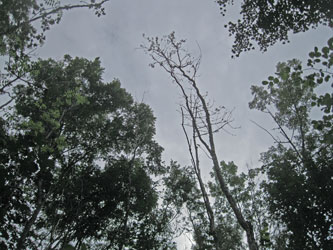 Ash dieback