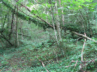 Ivy bringing down trees