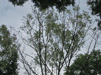 Ash dieback