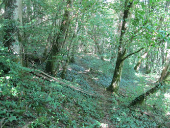 Ivy in the forest