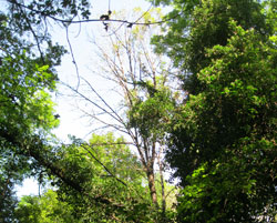 Ash dieback