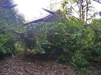 smashed hedge