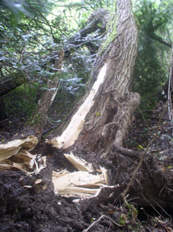 fallen tree