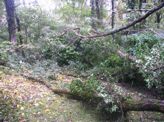 fallen tree