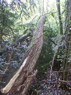 fallen tree