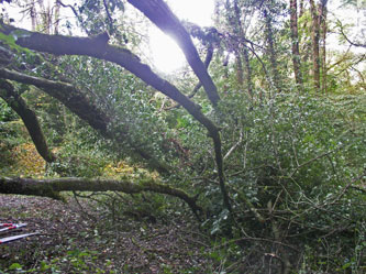 fallen tree