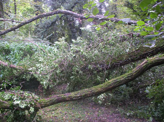 fallen tree