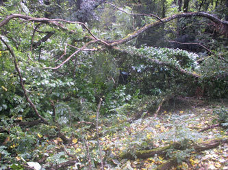 fallen tree