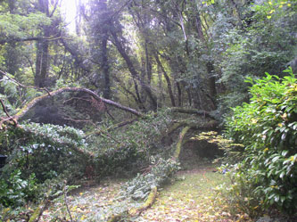 fallen tree