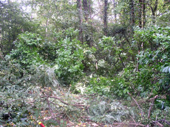 logs and branches