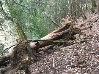 fallen trees