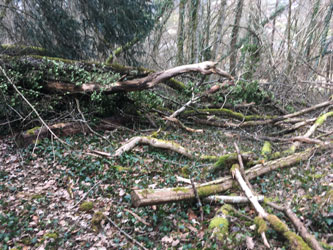 fallen trees