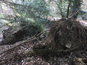 uprooted trees