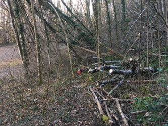 lower trail trees cut