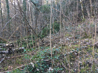 wall of fallen trees