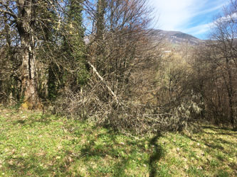 tree across upper meadow