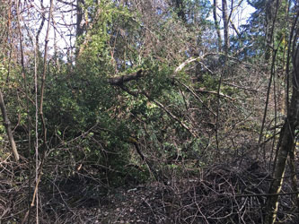 fallen oak across upper trail