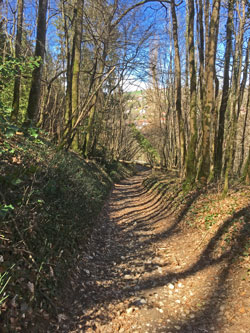 lower road with fallen trees