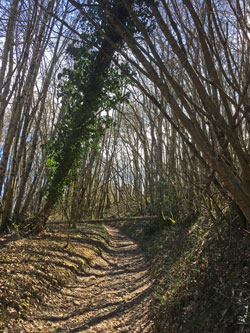 lower road with fallen trees