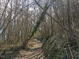 trees across road