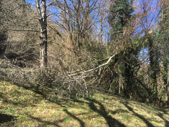 tree across upper meadow