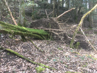 fallen oak across upper trail