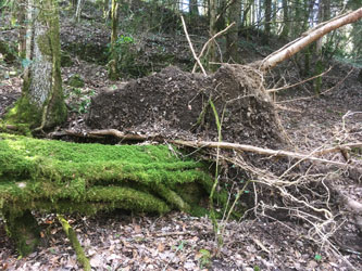 fallen oak across upper trail