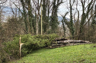 fallen trees across wires