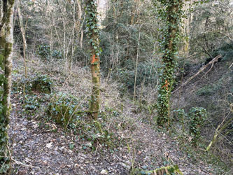trees along trails marked 