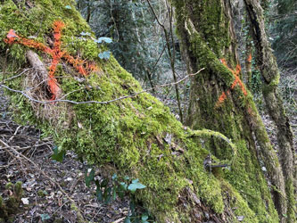tree with metal band 