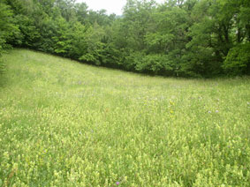 lower pasture