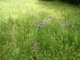 wildflowers