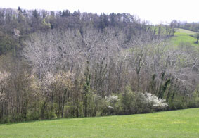 fields and trees