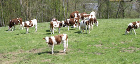 cows