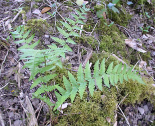 fern