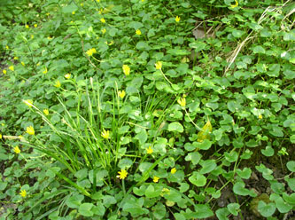 Ranunculus ficaria