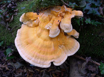 shelf fungus