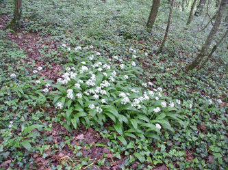 Ail des ours