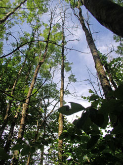 dead ash trees