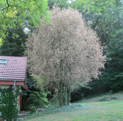 defoliated boxwood