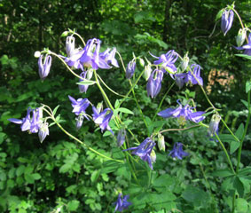 Aquilegia vulgaris